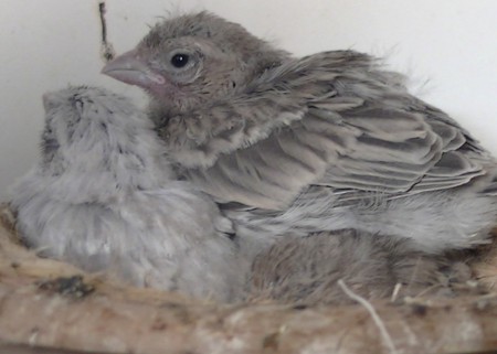 17 dagen eentje verstopt 